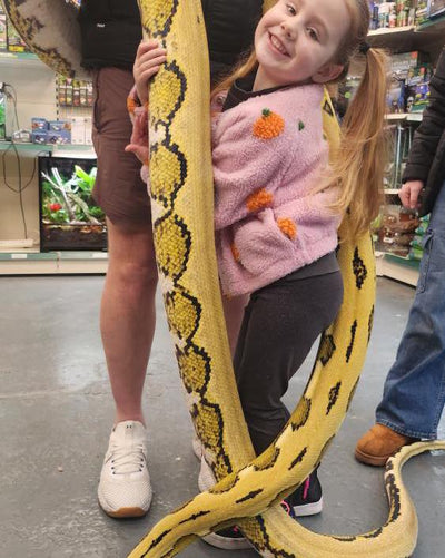 Nagini: Exclusive Encounter with a 17ft Reticulated Python - 5 Guest Pass