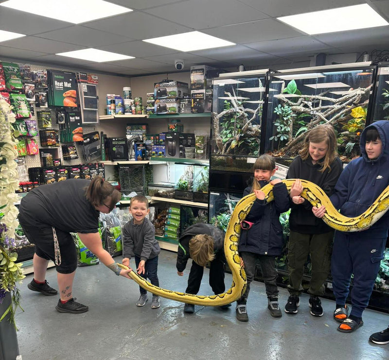 Nagini: Exclusive Encounter with a 17ft Reticulated Python - 5 Guest Pass