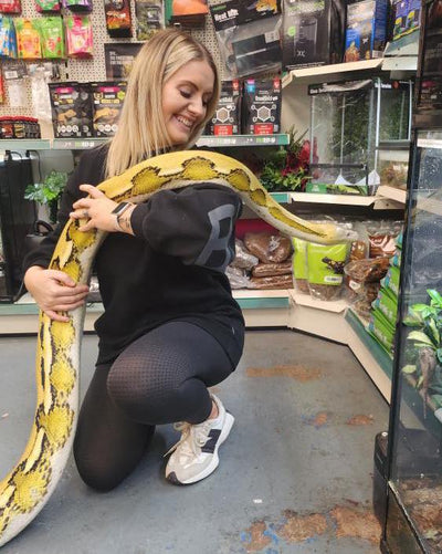 Nagini: Exclusive Encounter with a 17ft Reticulated Python - 5 Guest Pass