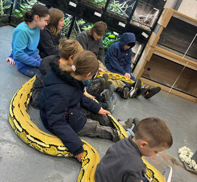 Nagini: Exclusive Encounter with a 17ft Reticulated Python - 5 Guest Pass