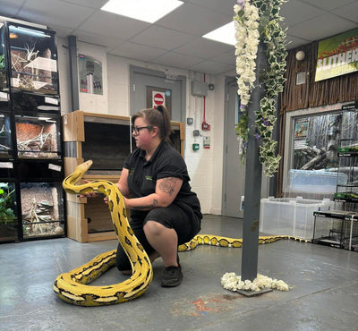 Nagini: Exclusive Encounter with a 17ft Reticulated Python - 5 Guest Pass