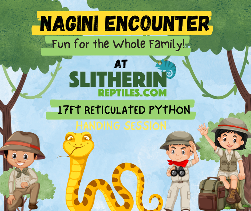 Nagini: Exclusive Encounter with a 17ft Reticulated Python - 5 Guest Pass