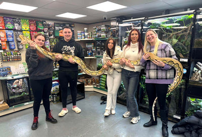 Nagini: Exclusive Encounter with a 17ft Reticulated Python - 5 Guest Pass