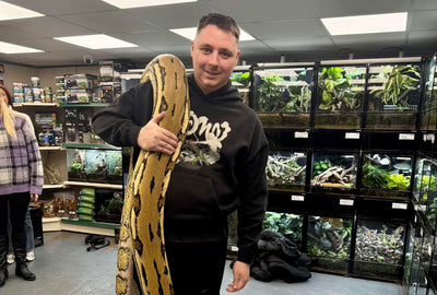 Nagini: Exclusive Encounter with a 17ft Reticulated Python - 5 Guest Pass