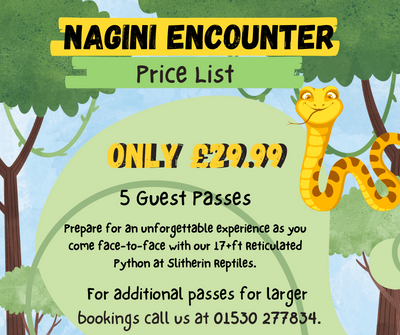 Nagini: Exclusive Encounter with a 17ft Reticulated Python - 5 Guest Pass