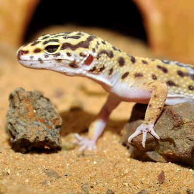 HabiStat Leopard Gecko Bedding, 10kg